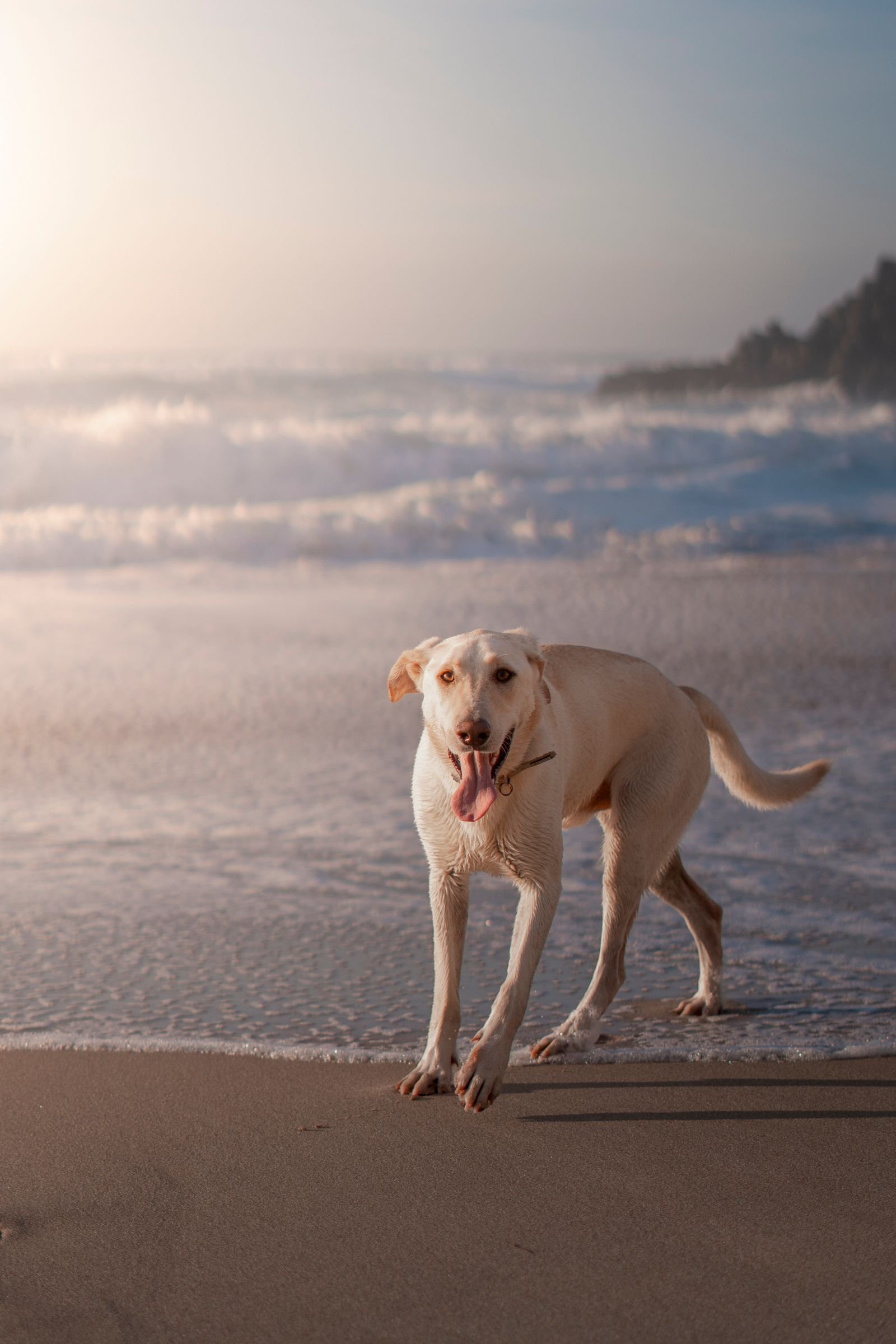 Cachorro na praia de Maresias, checklist de viagem pet friendly