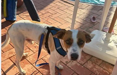 Hospedagem pet friendly